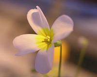 Revolutionary new view on heritability in plants