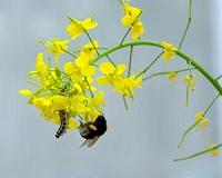 'Nature's medicine cabinet' helps bees reduce disease load