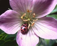 Plants deserve respect, Swiss committee says