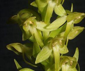 Europe's rarest orchid rediscovered on 'lost world' volcano in the Azores