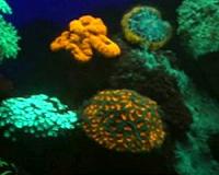 In the Red Sea, coral reefs can take the heat of climate change