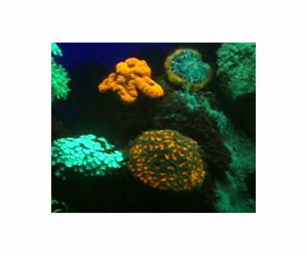 Red Sea corals to persist, even as other corals succumb to global warming