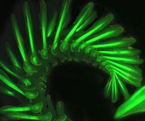 Nature's Glowing Slime: Scientists Peek into Hidden Sea Worm's Light