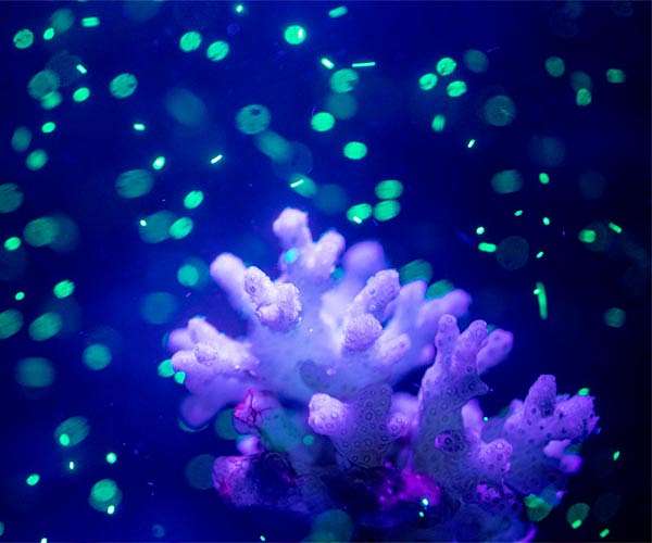 'They're everywhere': microplastics in oceans, air and human body