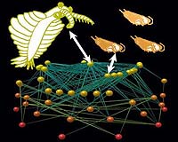 Ancient Ecosystems Organized Much Like Our Own