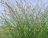 Old World forage grass making a comeback in the Midwest