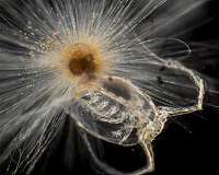 Carbonate shells change with time