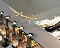 Correcting a misconception: Stick insect's propulsion joint discovered