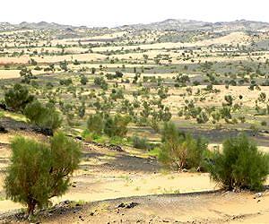 Agricultural Growth in Chinese Desert Offers Opportunities For Economic Value and Better Ecology