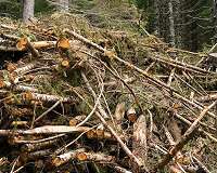 Europe's renewable energy initiative is bad news for forest health, scientists argue