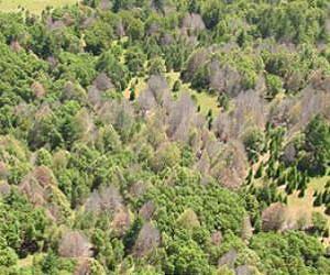 Dire drought ahead, may lead to massive tree death