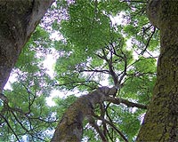 Racy Greenpeace video aims to preserve forests