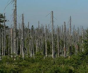 Chemicals That Eased One Environmental Problem May Worsen Another