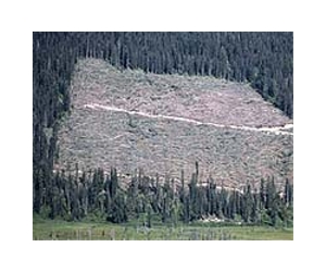 Urban growth, farm exports drive tropical deforestation