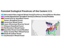 Study predicts how air pollutants from US forest soils will increase with climate change