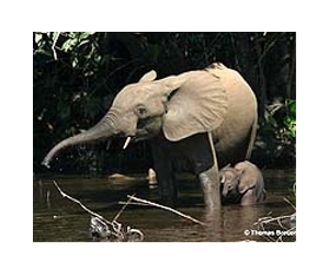 Zimbabwe to export elephants to N.Korea: official