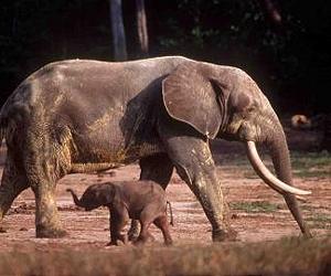 Study shows how elephants produce their deep 'voices'