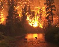 Climate Most Significant Factor In Fanning Wildfires' Flames
