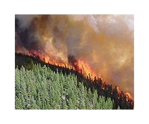 Fuel Treatments Reduce Wildfire Severity, Tree Mortality