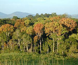 Hunting said pushing central African forests to point of collapse