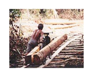 Indonesia, EU seal pact to stop illegal timber exports