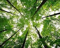 Increased atmospheric CO2 makes trees use water more efficiently