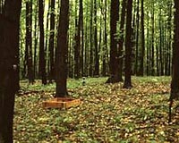 Climate Change, Acid Rain Could Be Good for Forests