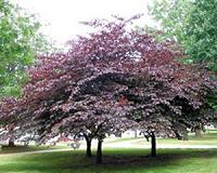 The carbon footprint of flowering trees