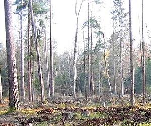 Plantations Can Provide The Same Ecosystem Services As Natural Forests