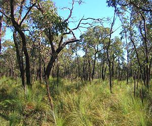 Bioeconomy as a solution for the declining forest industry of South Australia