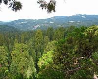 IAI unveils radar that detects targets in dense forests