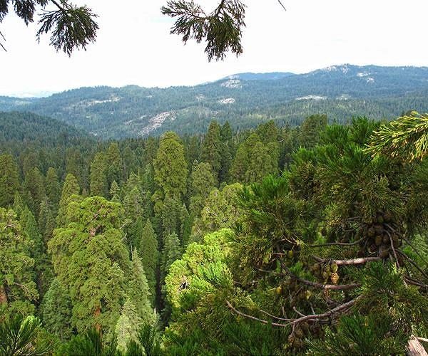 Bipartisan group defends sequoia tree bill in California despite opposition