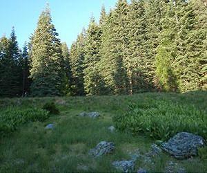Science synthesis to help guide land management of US forests