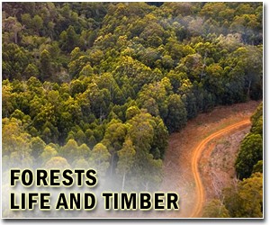 A few tree species dominate Amazon