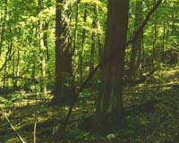 Human Activities Increasing Carbon Sequestration In Forests