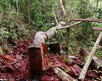 Selective logging takes its toll on mammals, amphibians