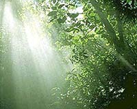 One-Fifth Of Fossil-Fuel Emissions Absorbed By Threatened Forests
