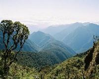 Tree roots in the mountains 'acted like a thermostat' for millions of years
