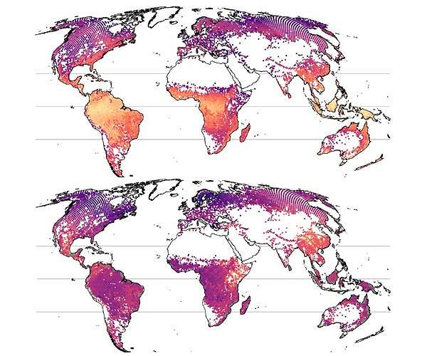 What type of forest to choose for better CO2 storage?