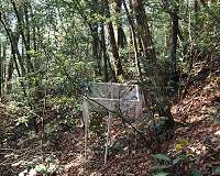 Species-rich forests better compensate environmental impacts
