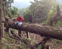 Long-whiskered tree mice lead Philippines biodiversity claim