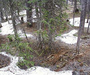Study Ties Forest Greenness in Western U.S. to Snowpack Extent