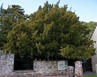 European droughts hit British trees the hardest