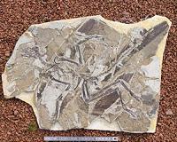 Pigments, organelles persist in fossil feathers
