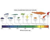 International team of scientists launches fossil database