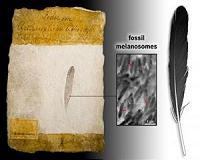 Taking a deeper look at 'ancient wing'