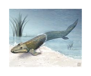 Fossil Footprints Give Land Vertebrates A Much Longer History