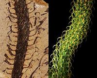 Graduate student brings extinct plants to life