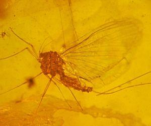 Ancient species of mayfly had short, tragic life