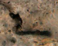 Ancient fossil microorganisms indicate that life in the universe is common